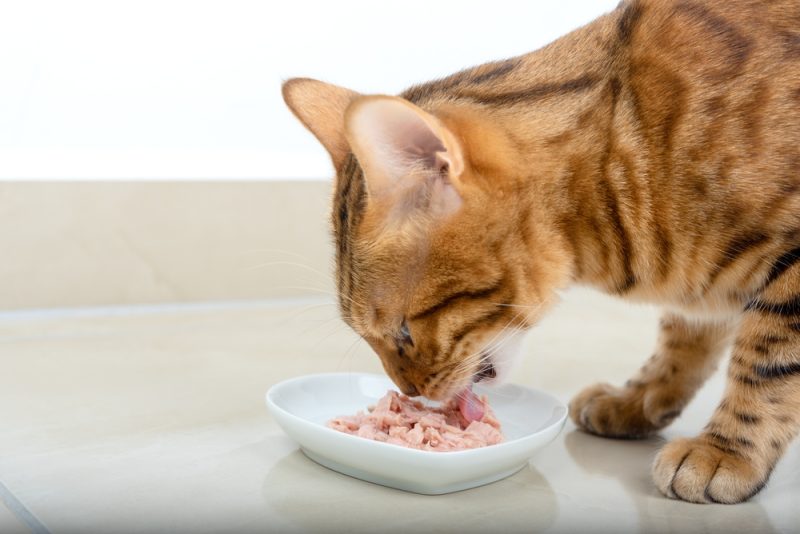 How Long Can You Leave Wet Cat Food Out? Vet-Verified Health & Safety Info