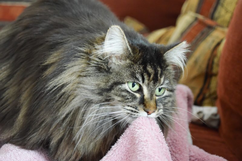How to Stop a Cat From Suckling: 6 Steps for Prevention